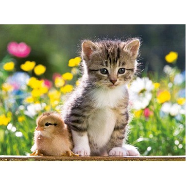 Ravensburger - ����� 300�. "���� � ����" 13064