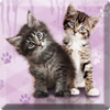 Cats My Love