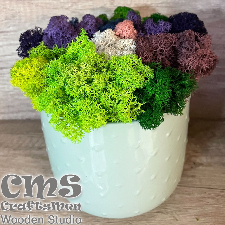Crafts Men Studio      Pastel Dots "Purple/Gree