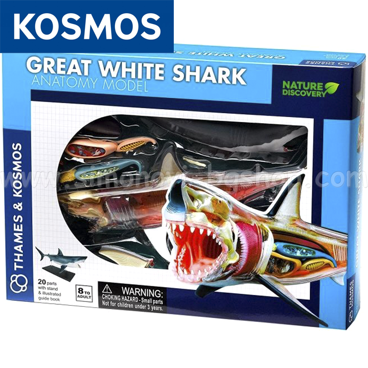 Kosmos Construct an anatomical white shark model