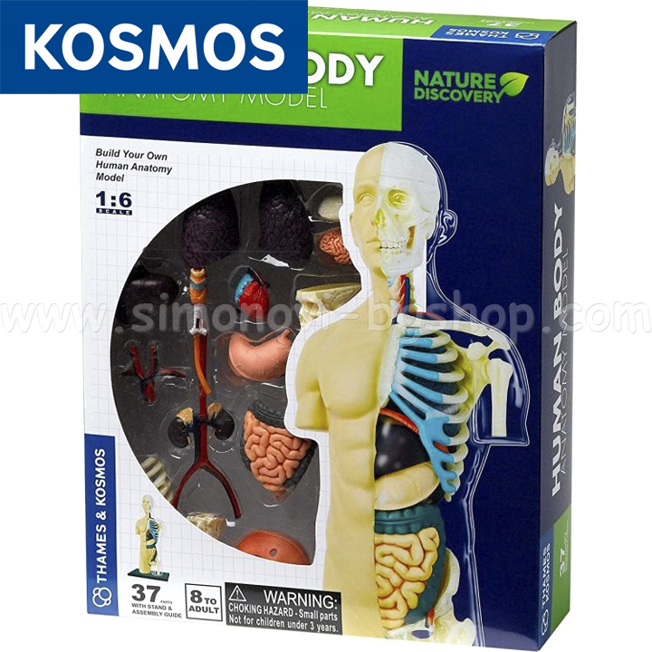 Kosmos Construct a model of the human body