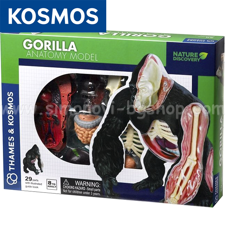 Kosmos Construct an anatomical gorilla model