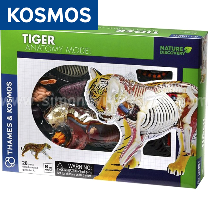 Kosmos Construct an anatomical model of a tiger